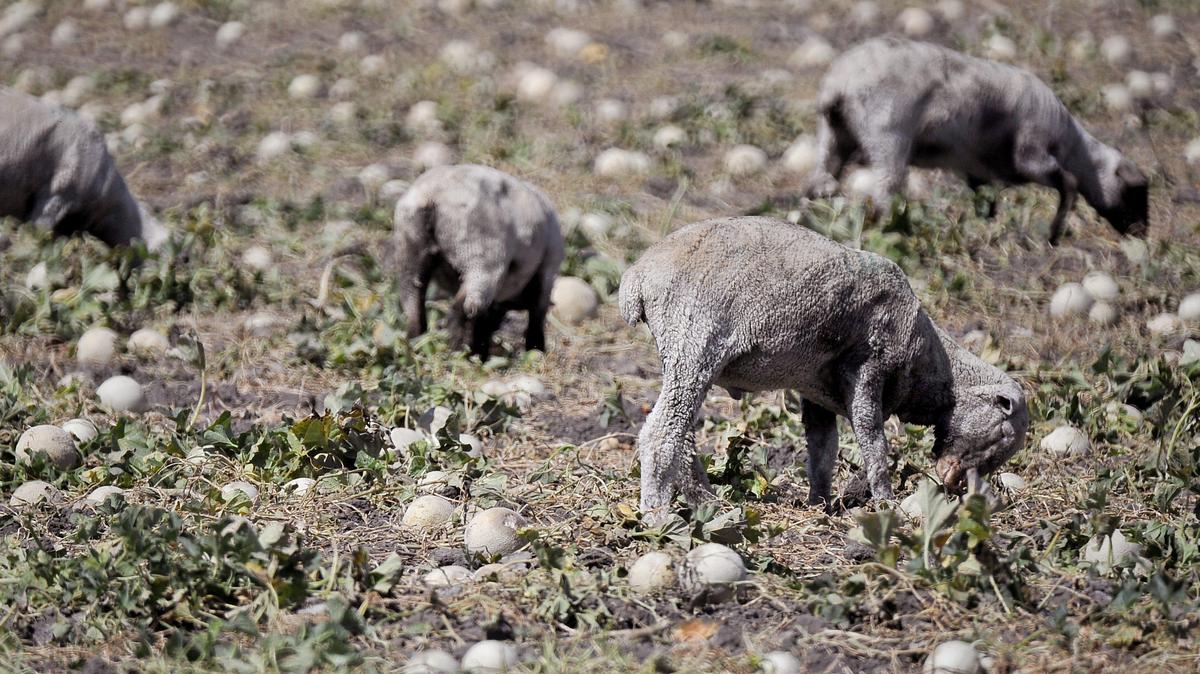 Sheep feed on cantaloupes left in a Los Banos field after harvest.