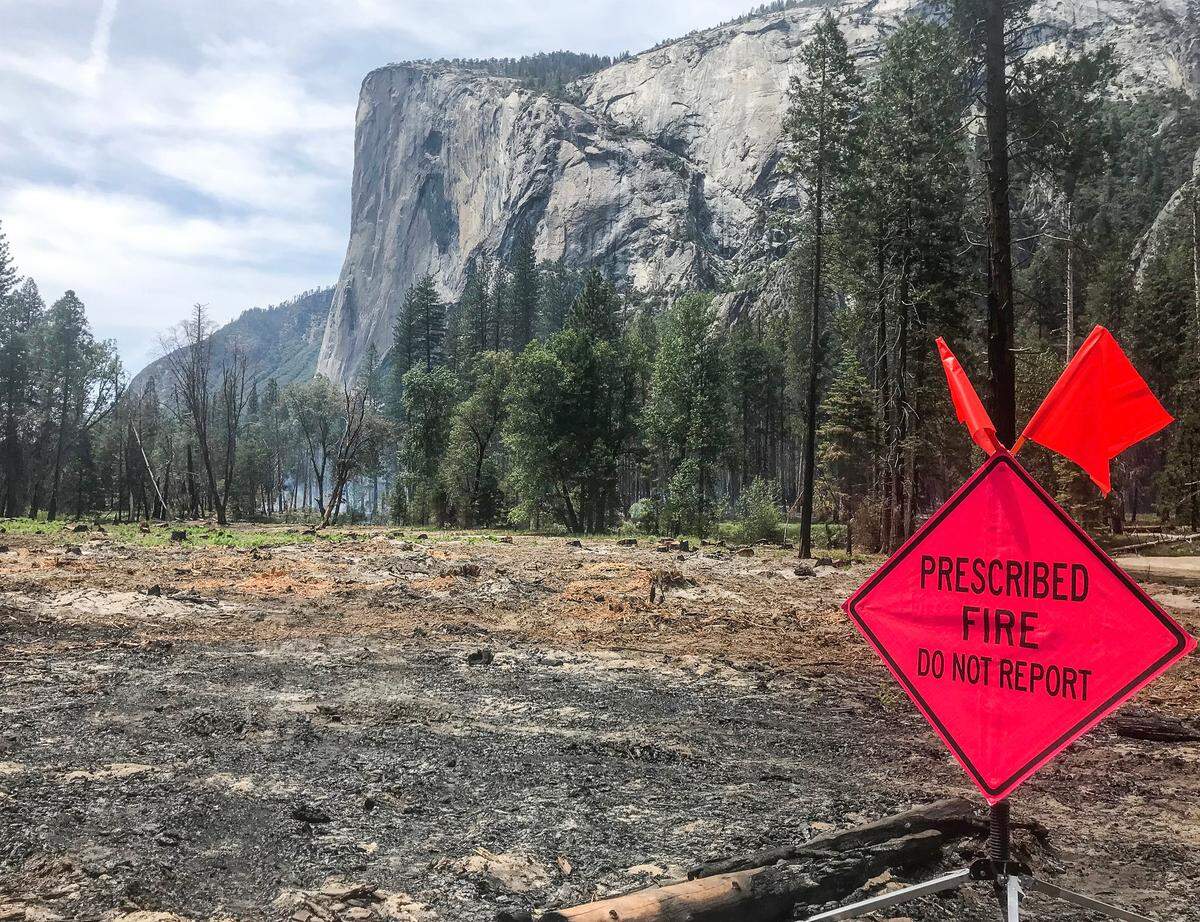 Burning after cutting trees in Yosemite Valley, June 2022.