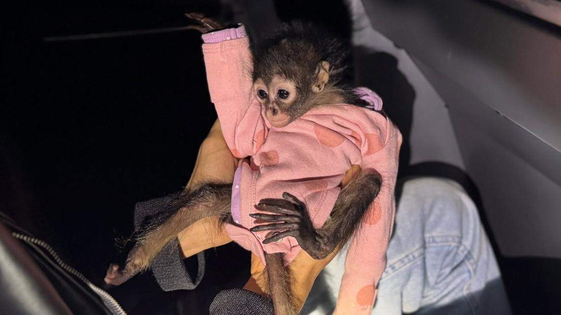 A baby spider monkey was taken in by animal control following a suspected DUI arrest in Madera, California.