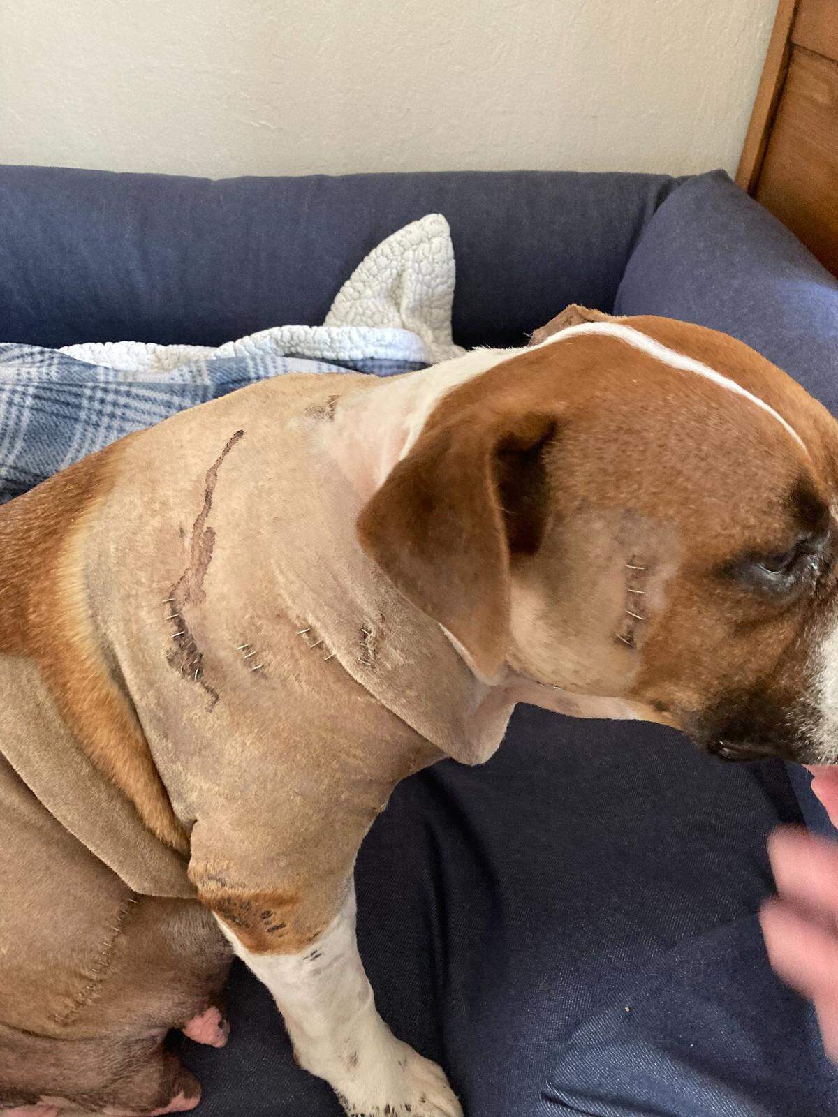 Roxy, a brown-and-white colored pit bull mix from Fresno, was stabbed 17 times all over her body during an attack on July 23 in Fresno. She managed to survive and two weeks later, gave birth to a litter of puppies.
