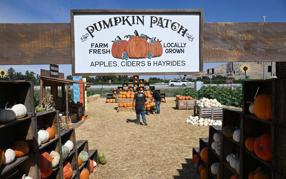 The Sunflower Farm Stand along Highway 180 near Sanger, is among several farms that are open to the public for fall-related fun. The Sunflower Farm Stand includes pumpkin picking, sunflowers, a corn maze and a pumpkin launching device. Photographed Thursday, Oct. 2, 2025 near Sanger.