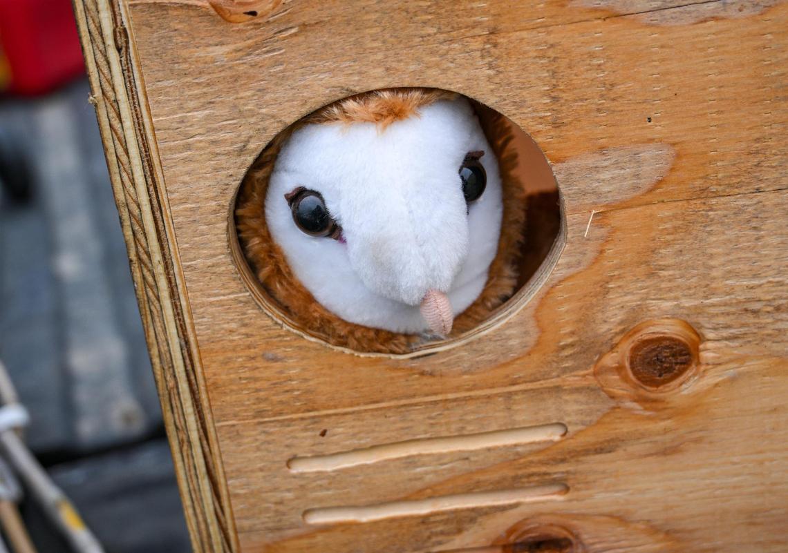 A plush toy barn owl is used to show how the birds serve as a solution for farmers combating rodents like gophers and rats on their farms and how owl boxes form The Owl Box Company in Madera provide a owl habitat to keep them coming around to do the job.