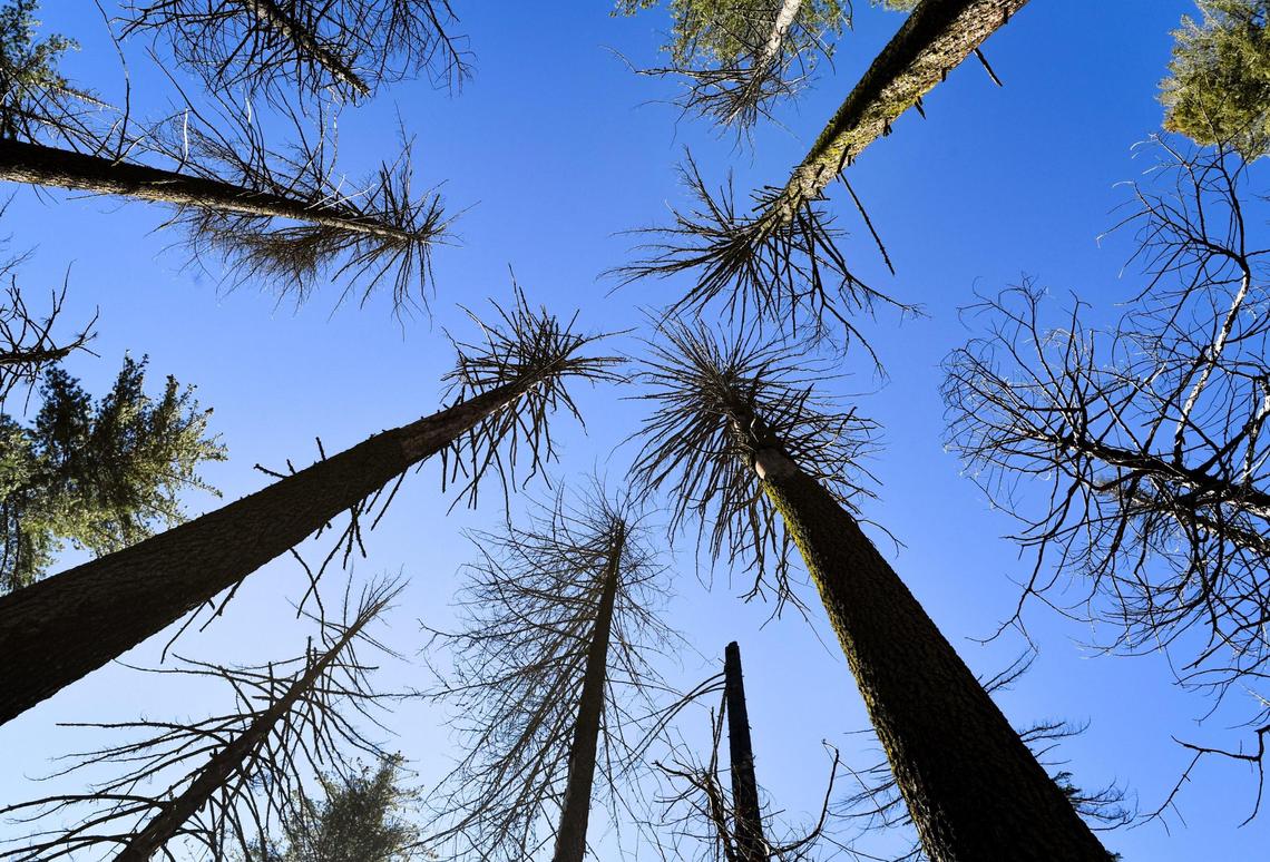 Trees destroyed in the 2017 Railroad Fire still stand in an area of Nelder Grove in the Sierra National Forest that had encountered intense fire, on Wednesday, Oct. 27, 2021.