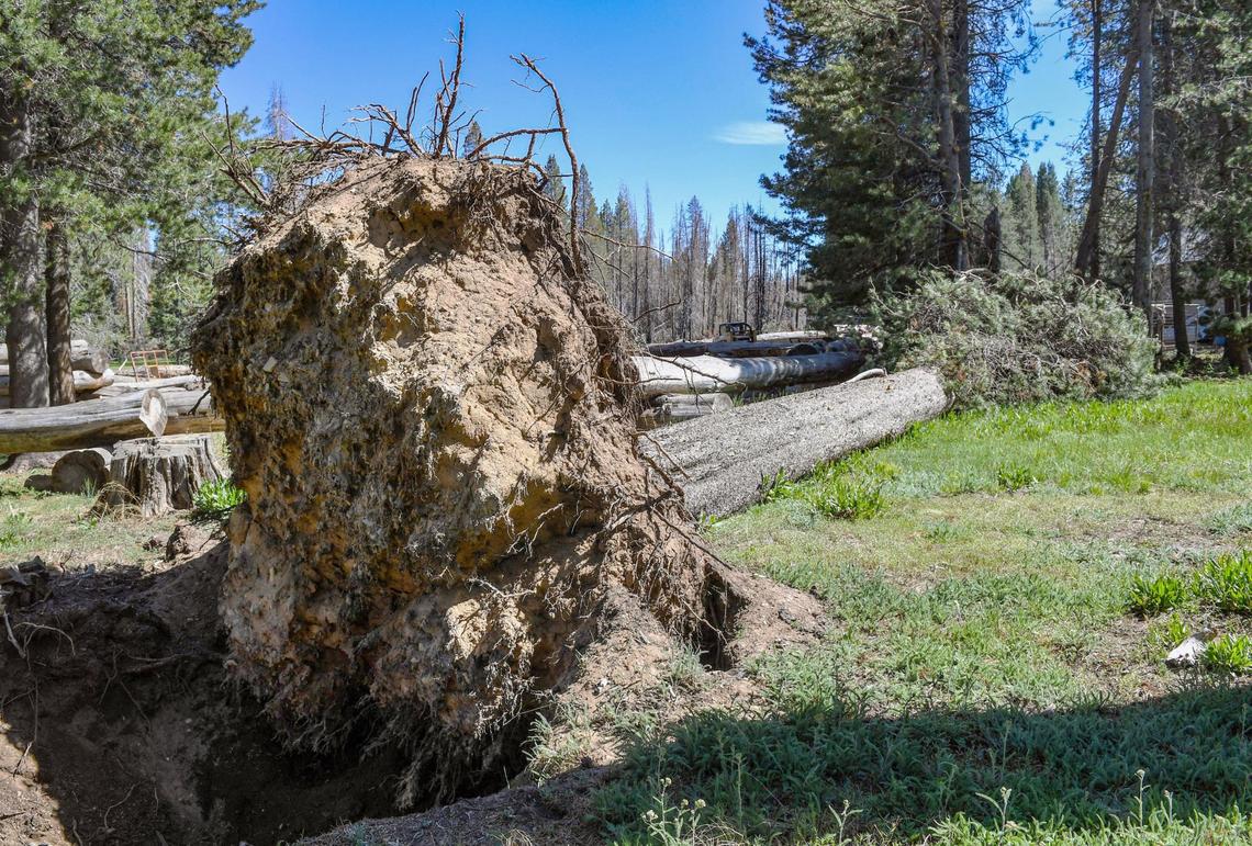 A large tree is shown uprooted at the Minarets Pack Station on Friday, June 11, 2021 after a Mono wind event earlier this year. Both the Creek Fire and mono wind events caused some damage at the pack station but owners say they are ready for business this summer.