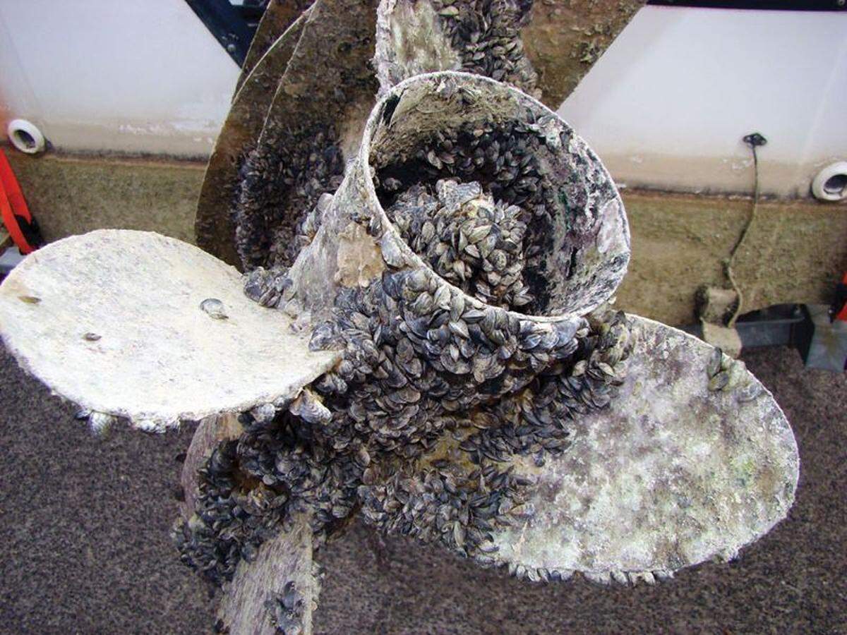 A boat propeller is coated with mussels. COURTESY: California Department of Fish and Wildlife.