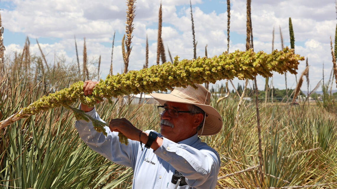 Step aside tequila and mezcal, sotol is becoming the new Mexican spirit sensation