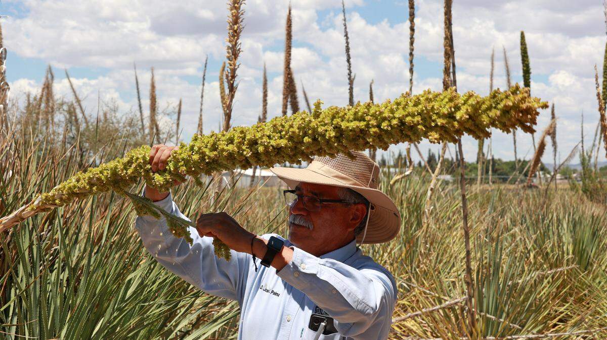 Professor José Luis Palma works on sotol crops at the Faculty of Agricultural and Forestry Sciences of the Autonomous University of Chihuahua in the municipality of Delicias. / El profesor José Luis Palma trabaja en los cultivos de sotol de la Facultad de Ciencias Agrícolas y Forestales de la Universidad Autónoma de Chihuahua en el municipio de Delicias.