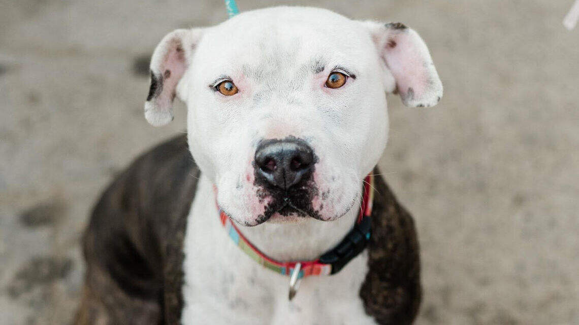 Lilly, Mia and Poppy are looking for new homes!