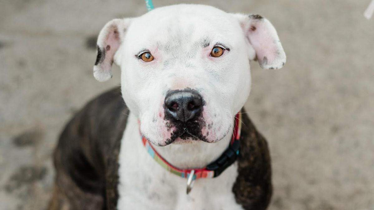 Poppy is a beautiful female adult Pit Bull Terrier looking for a home and a family. She loves comfy beds and teddy bears. She would love to be spoiled with affection.. She is available through Fresno Humane Animal Services, 760 W. Nielsen Ave. in Fresno. Pending an approved adoption application. Go to fresnohumane.org for more details.