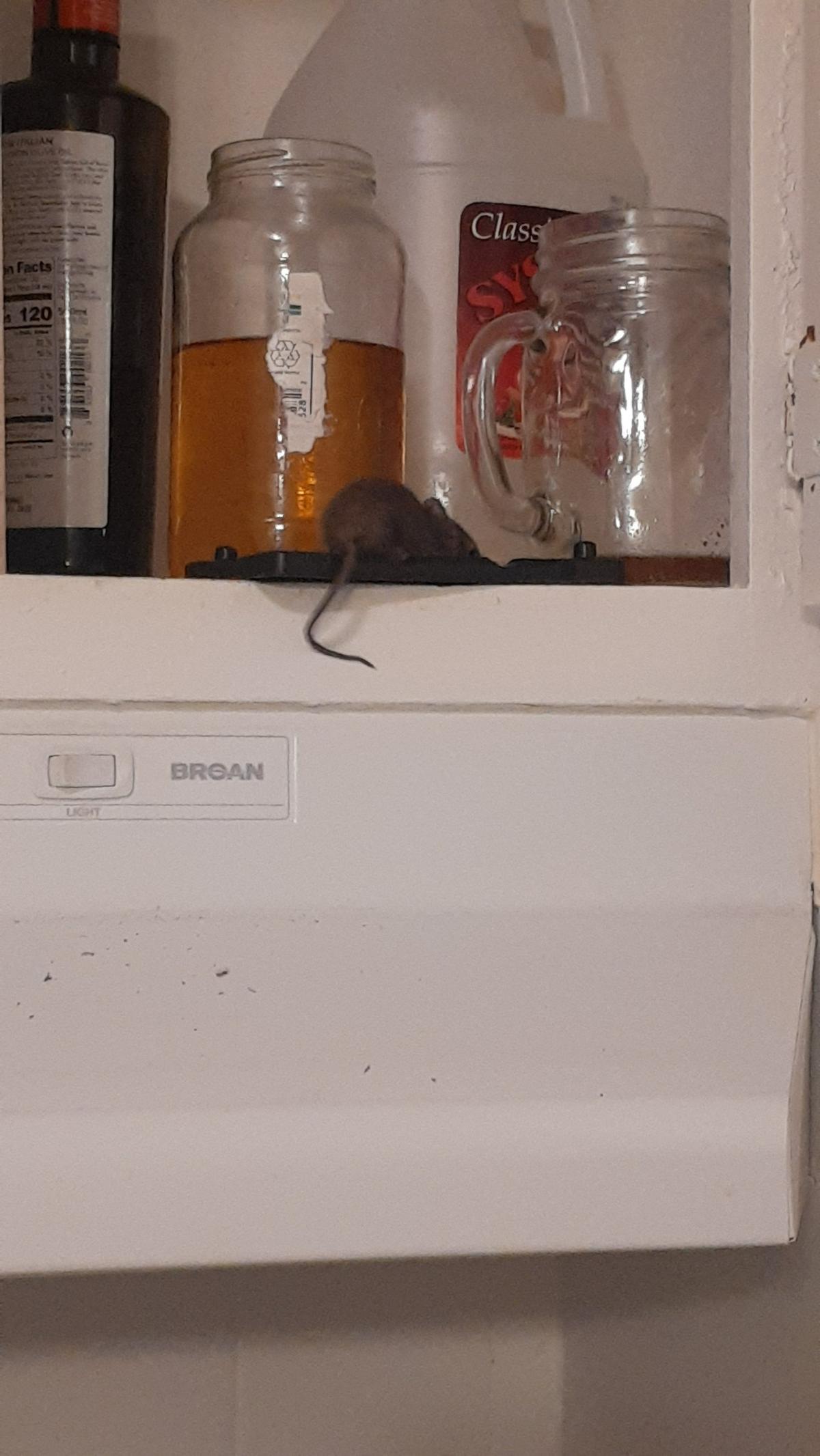 Shalina Williams has found several rodents in her kitchen at La Casa Manor and fears for her children’s safety.