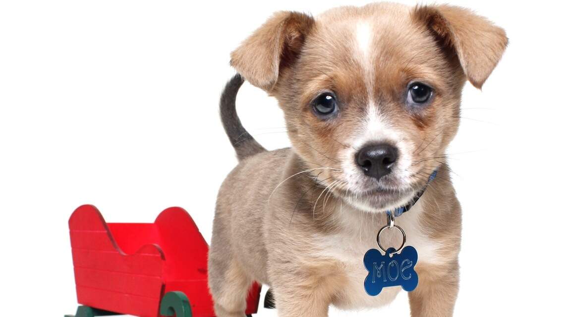 Kilo, Moe and Sugar in Pet Pix!