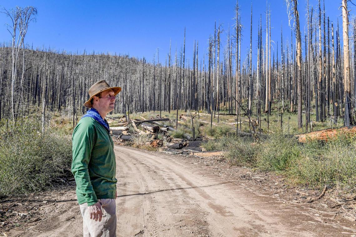 Ecologist Chad Hanson looks over an area of Nelder Grove in Sierra National Forest that encountered intense fire that killed many trees during the Railroad Fire in 2017, on Wednesday, Oct. 27, 2021. He believes that although giant sequoia trees have struggled in this area over the past 100 years, the intense heat of the Railroad Fire has generated an abundance of new growth of those trees.