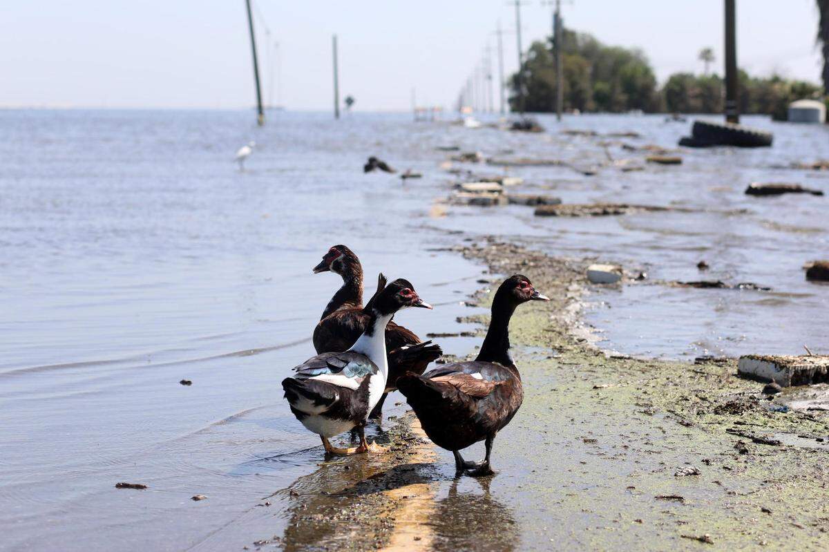 Waterfowl are seen along 6th Avenue Tuesday, April 25, 2023 south of Corcoran.