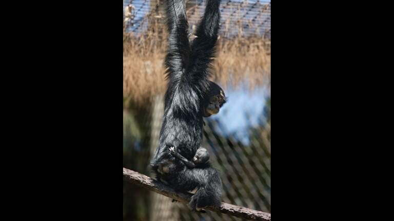 Fresno Chaffee Zoo welcomes third baby of an endangered species