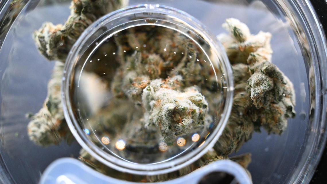 Buds are also available at Higher Level, Fresno‘s newest cannabis dispensary, located on Blackstone Ave. between Gettysburg and Shaw avenues. Photographed Monday, Feb 12, 2024 in Fresno.