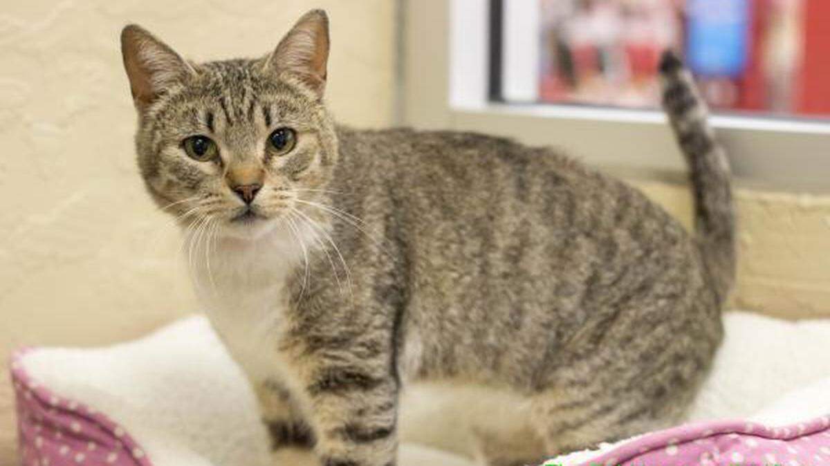 Friendly 8-month-old Candy gets along with other cats and kids and she loves attention. She is available at the Cat House on the Kings Adoption Center at Petco, 4144 N. Blackstone Ave. in Fresno, open 10 a.m.-5 p.m. daily (6 p.m. Wednesdays). Call 559-222-0228.