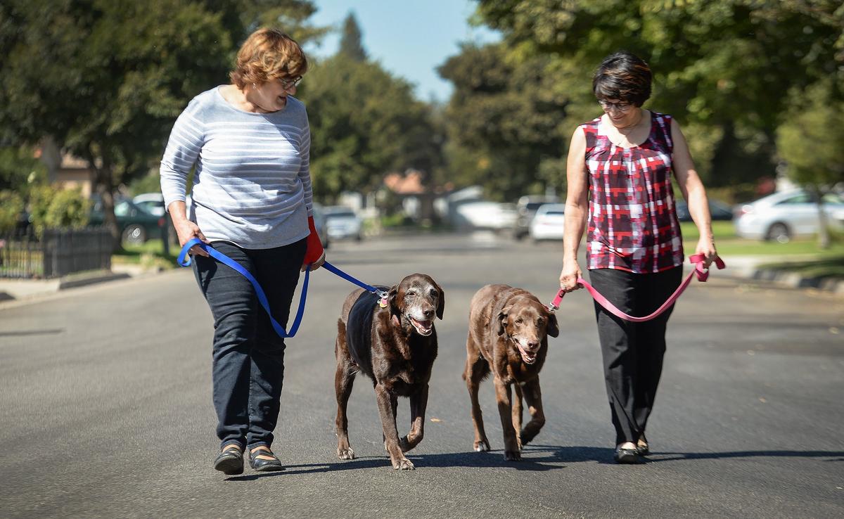 Retired sisters Patricia Avellar, left, and Artye Avellar, who recently adopted two older Labrador retriever brothers, Hutch, left, and Starsky, take the dogs out for a walk on Monday, Sept. 18, 2018.