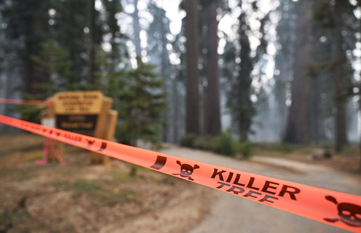 Warning tape surrounds the loop at the McKinley Grove of giant sequoias as the Garnet Fire burns in the Sierra National Forest, photographed southeast of Shaver Lake along Dinkey Creek Road Tuesday, Sept. 9, 2025. A sprinkler system was instaled to help protect the old trees from the lightning-caused fire which began Aug. 24.