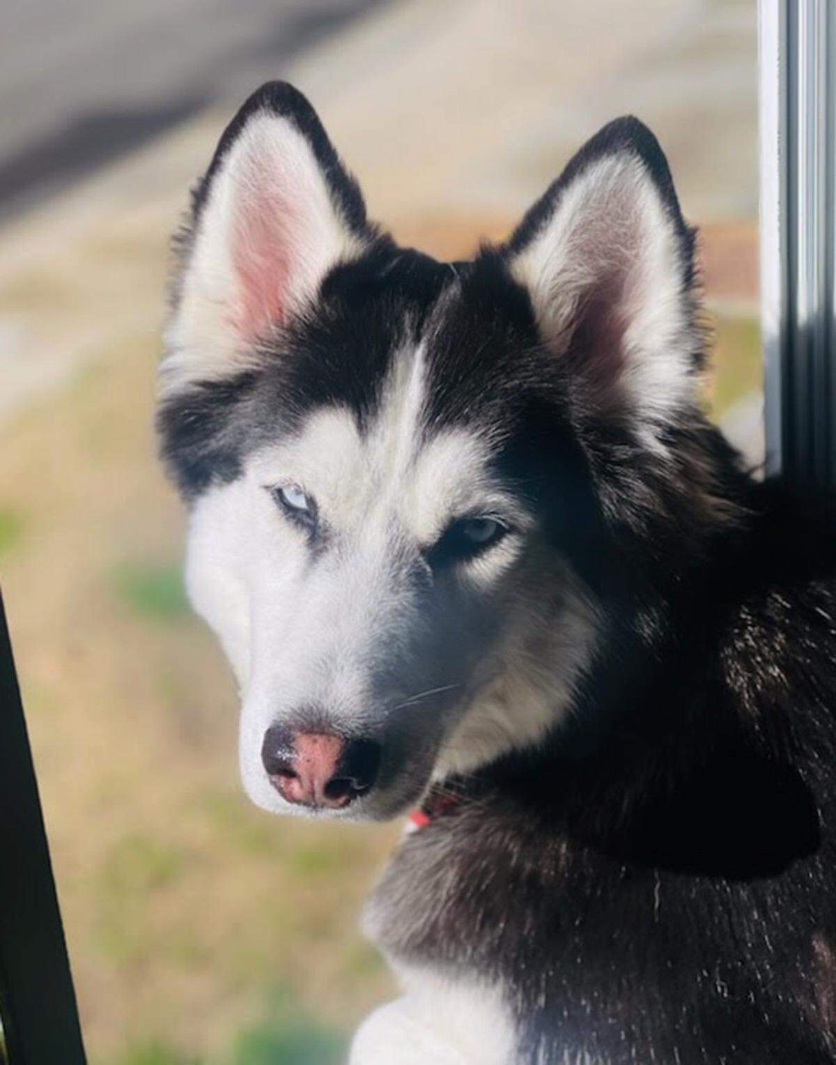 Ella is one of four full-bred Huskies who are owned by Gary and Arlette Jacobs. The dogs have become a popular north Fresno neighborhood attraction for their tendency to stare out from an upstairs window and “sing” to anyone willing to stop and listen.