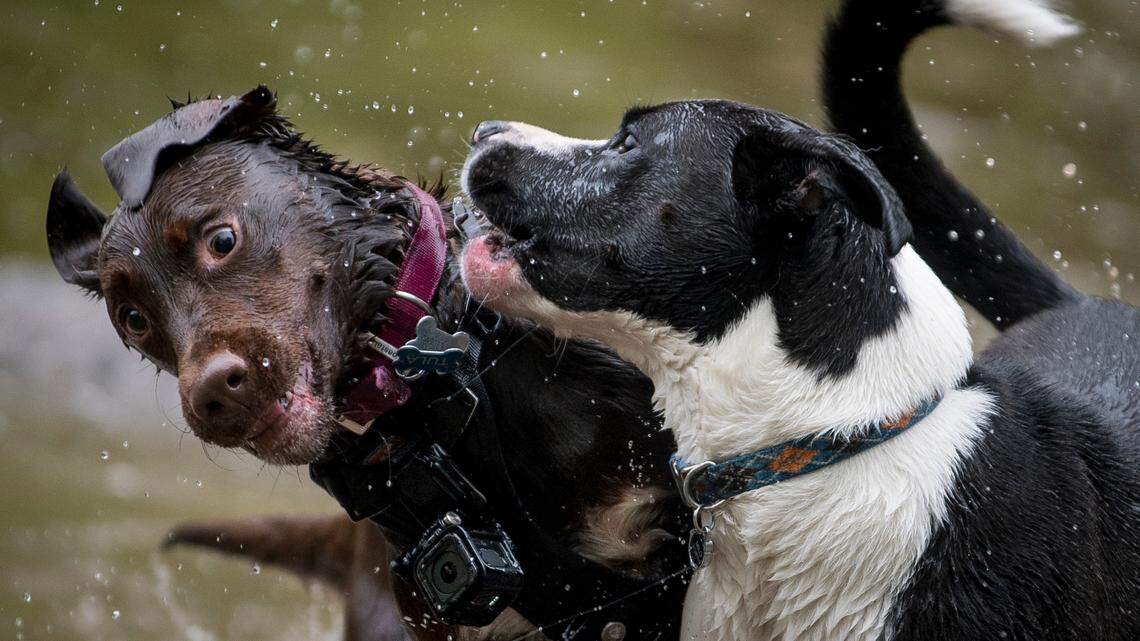 Old Trainer: My dog wants to play  — all the time. What can I do?