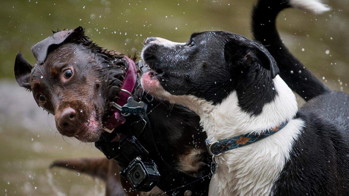 With her camera running, Tula, right of center, plays with other dogs in a pond at the Battle Creek Off-Leash Dog Park on May 10, 2016 in Maplewood, Minn.