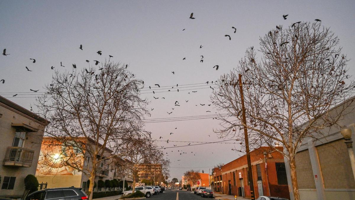 Crows begin to fly into the downtown Fresno area near the Vagabond Lofts at Broadway and Amador streets shortly after sunset on Thursday, Feb. 9, 2023.
