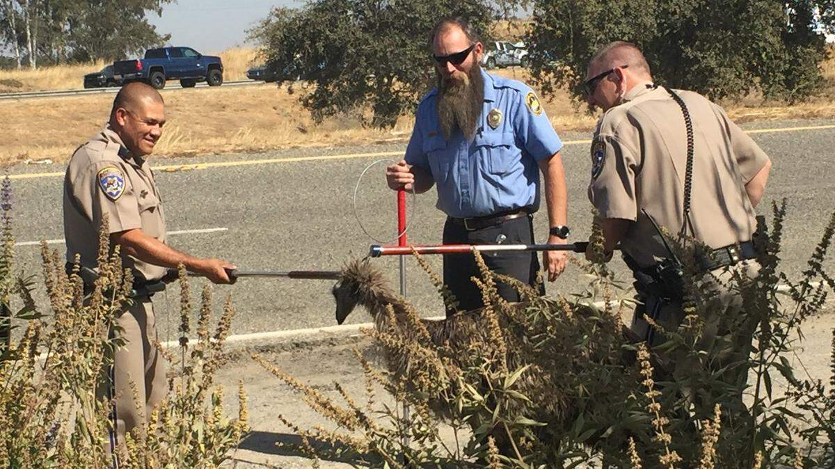 California Highway Patrol officers and an officer from Madera County Animal Services gingerly work to capture an emu that was found wandering along Highway 99 north of Madera on Friday afternoon.