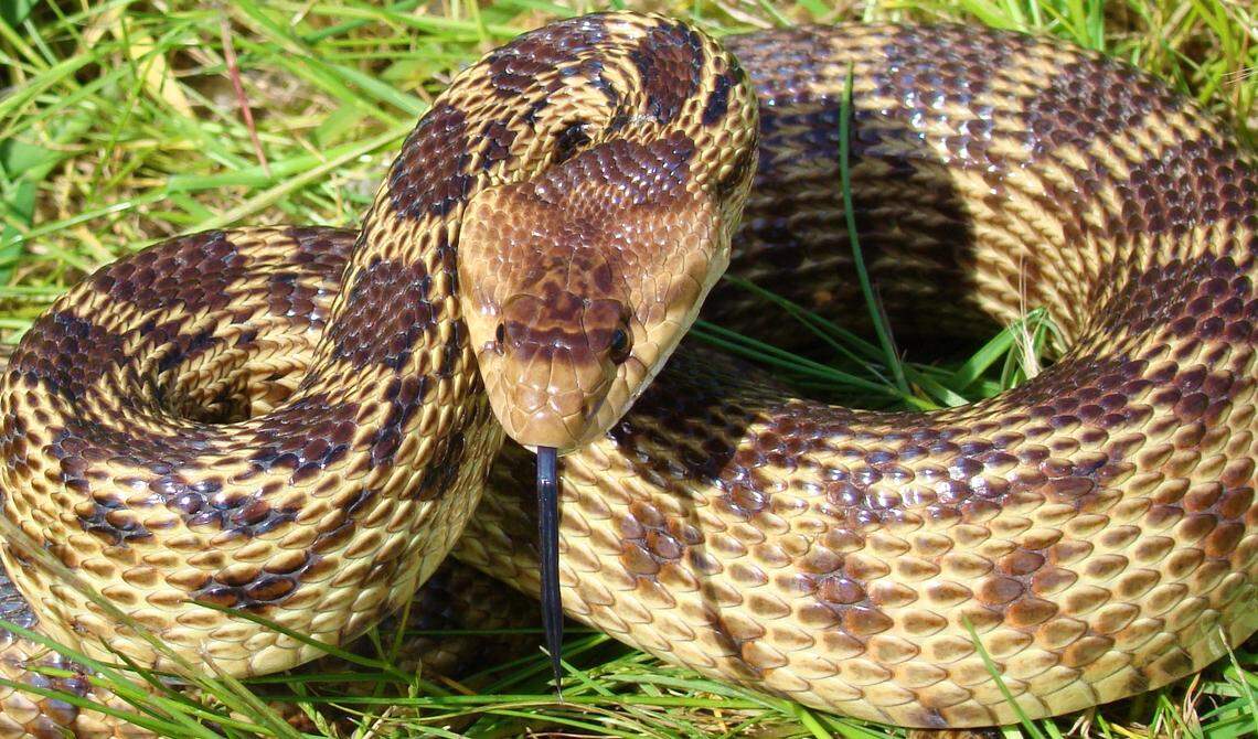 Californa is home to several snake species, including gopher snakes.