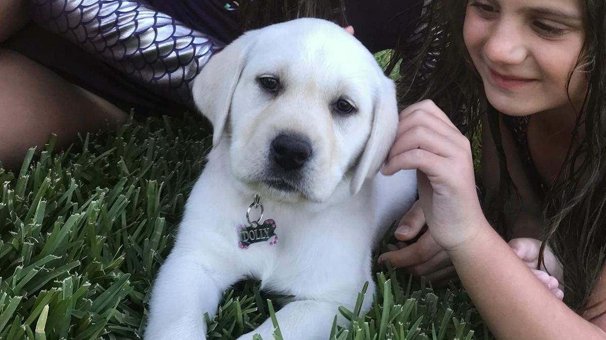 Puppy love, in this case Dolly, has overtaken the Jill Simonian household.