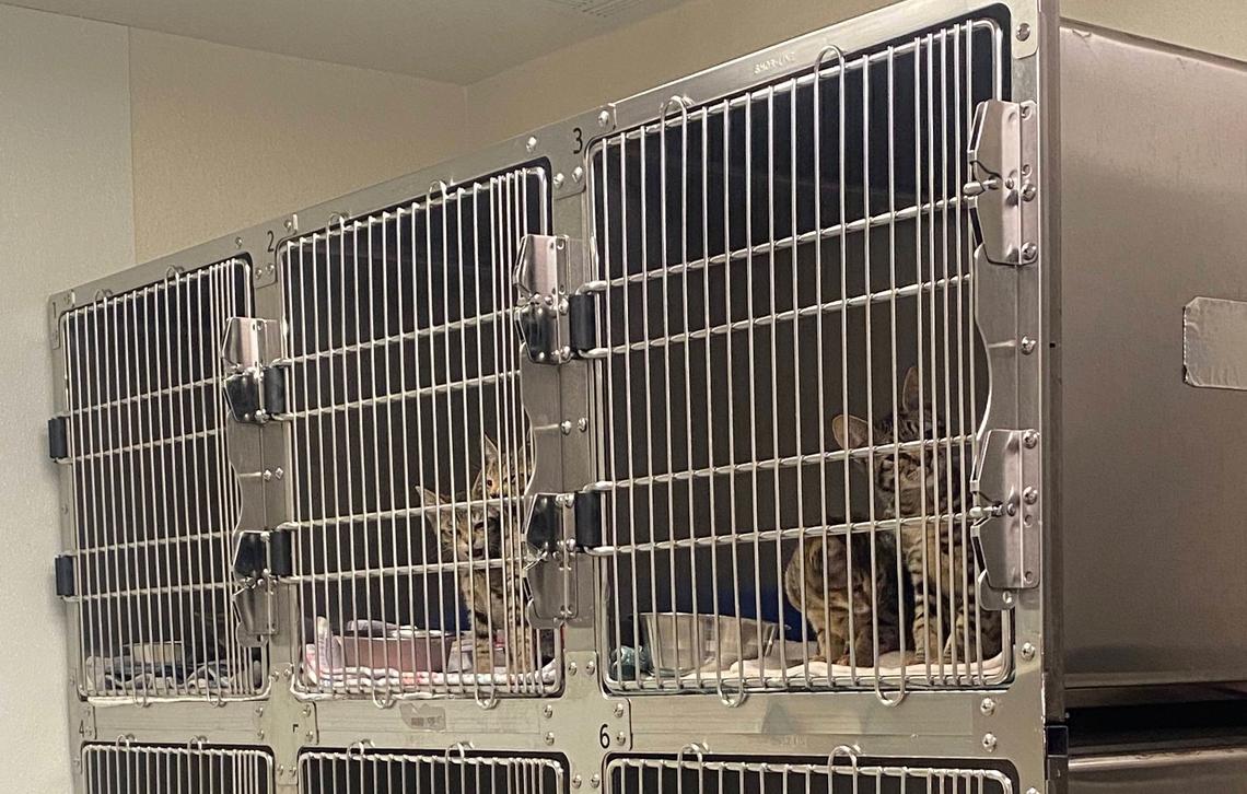 New kittens are put into a separate room for a few days to weeks before they get neutered/sprayed and put up for adoption. MARYANNE CASAS-PEREZ mcasasperez@fresnobee.com