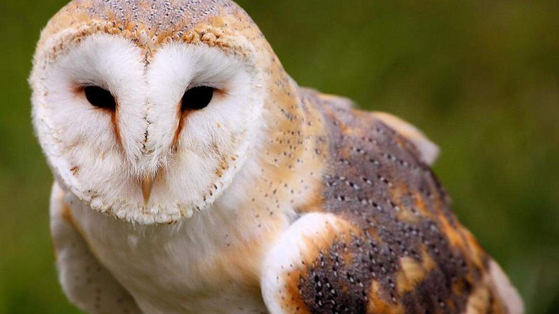 Dozens of barn owls found dead along Highway 41. Here’s why