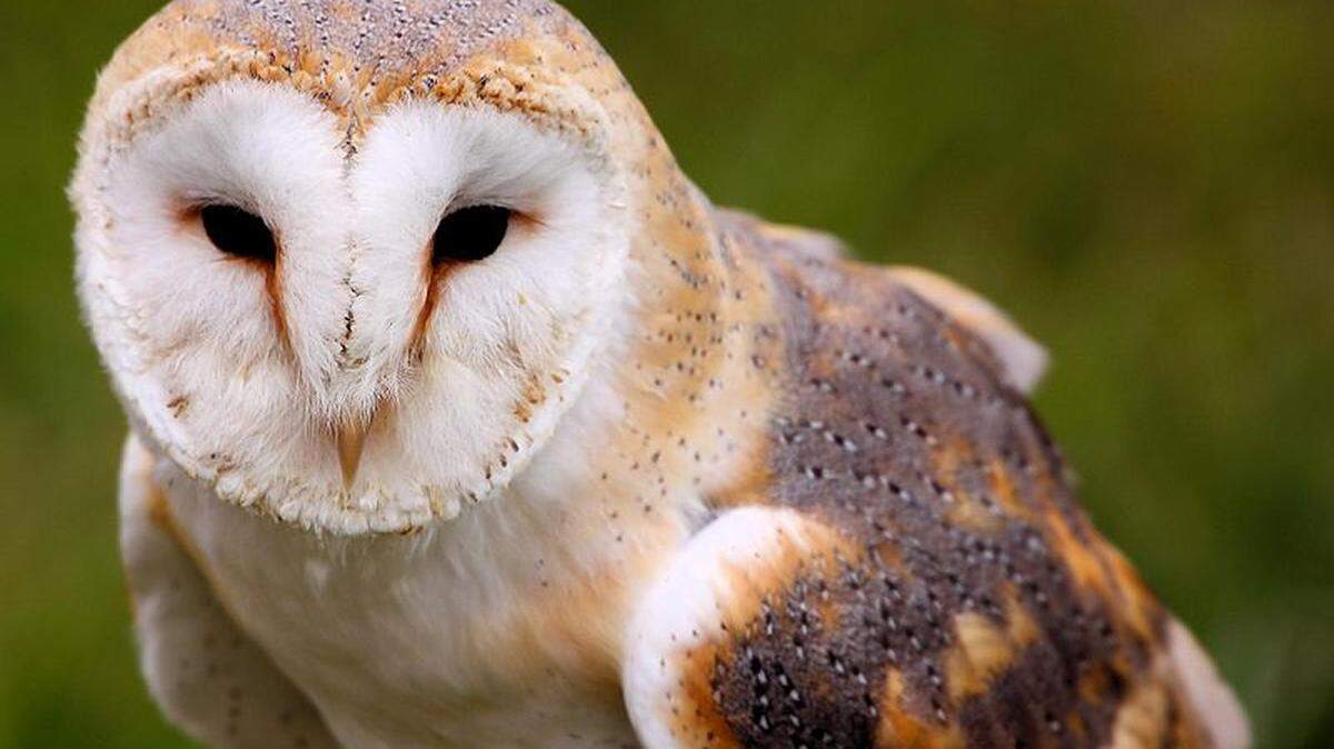 Barn owls hunting at night along Highway 41 in Kings County are at risk of collisions with vehicles along the busy roadway.