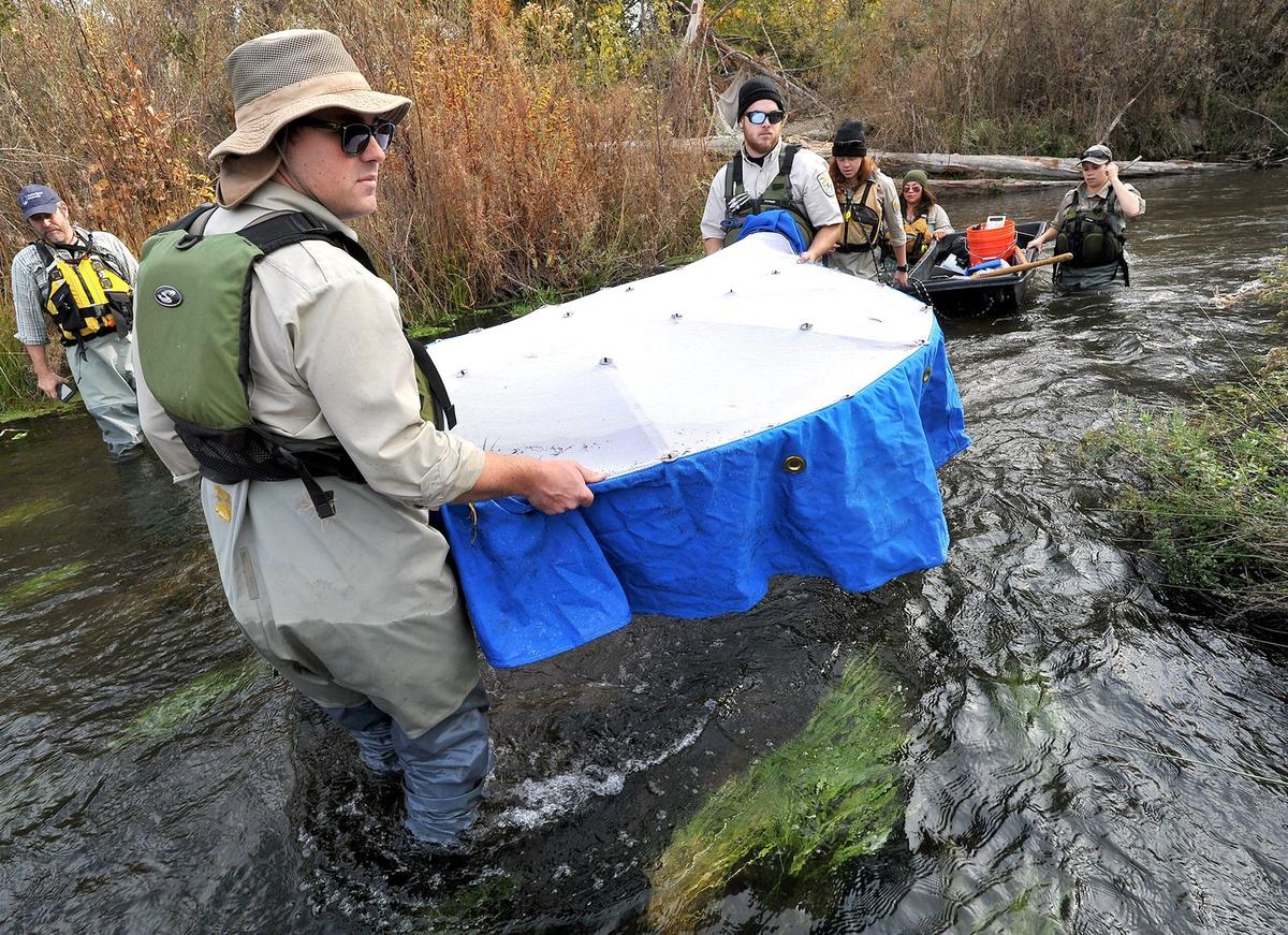 Andreas Raisch, U.S. Fish and Wildlife Service biological science technician, left front, and others carry an emergence trap to lay in the chilly water of the San Joaquin River at Friant and place it over a redd to catch newly hatched Chinook salmon for study during the river restoration project, Monday morning, Nov. 19, 2018.