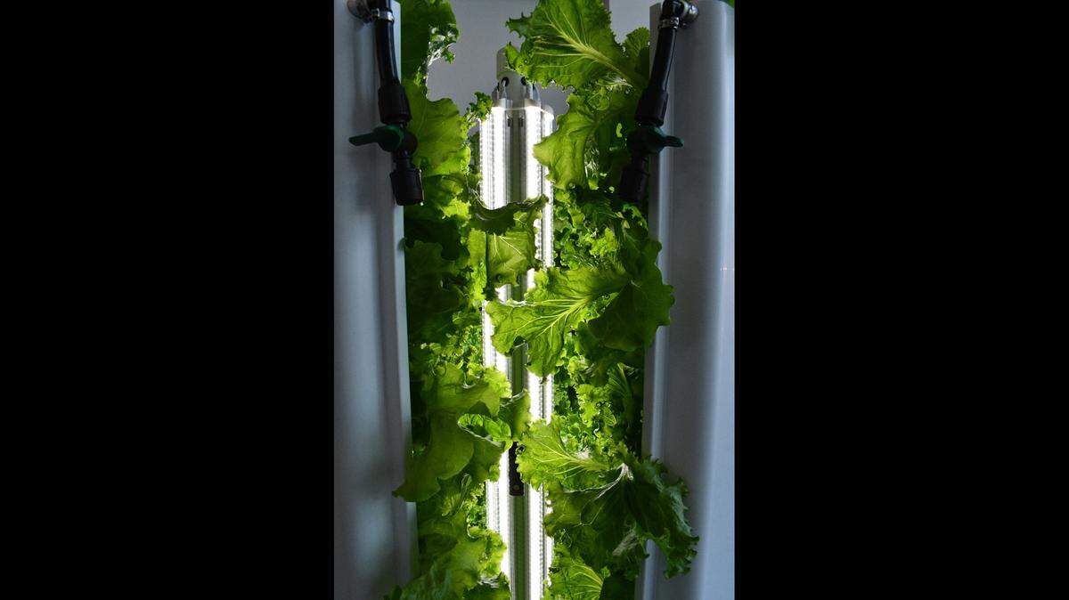 Lettuce growing from a hydroponic Flex Farm system from Fork Farms. Fresno Unified received a $1 million grant from the state to install these systems at each of its high schools.