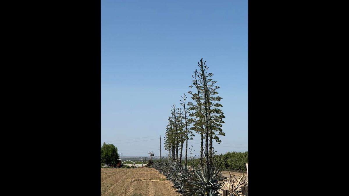 A row of agave plants in their death bloom phase on Fresno County’s westside.