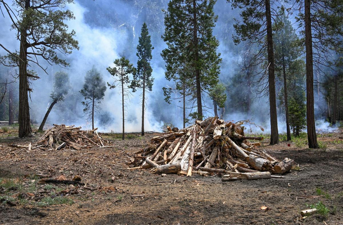 Wood piles are stacked up off Southside Drive in Yosemite National Park as a control burn takes place on Tuesday, June 13, 2023.
