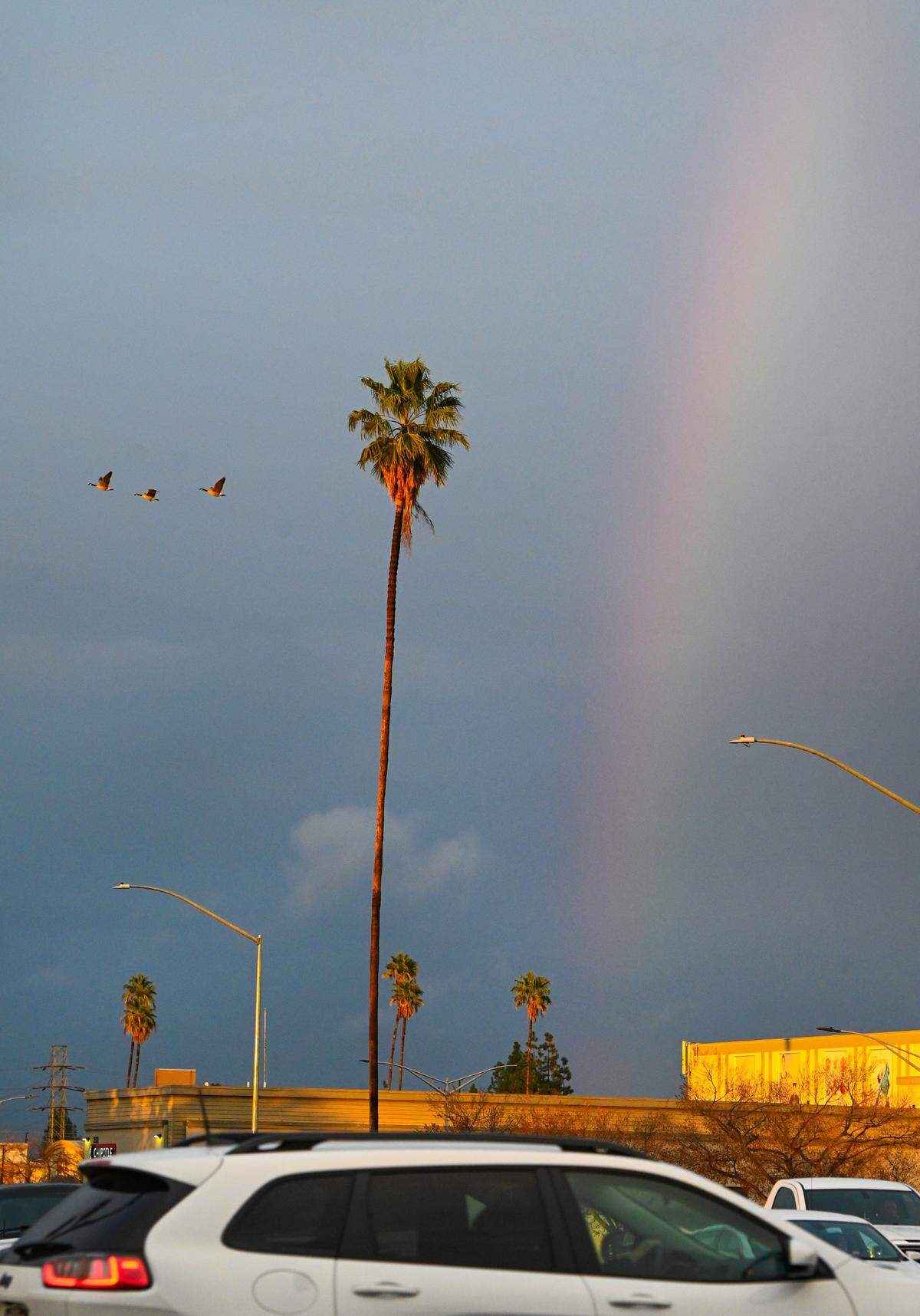 A rainbow appears near a palm tree and geese flying by near Manchester Center at Blackstone and Shields Avenues following a rainy day on Thursday, Jan 5, 2023.
