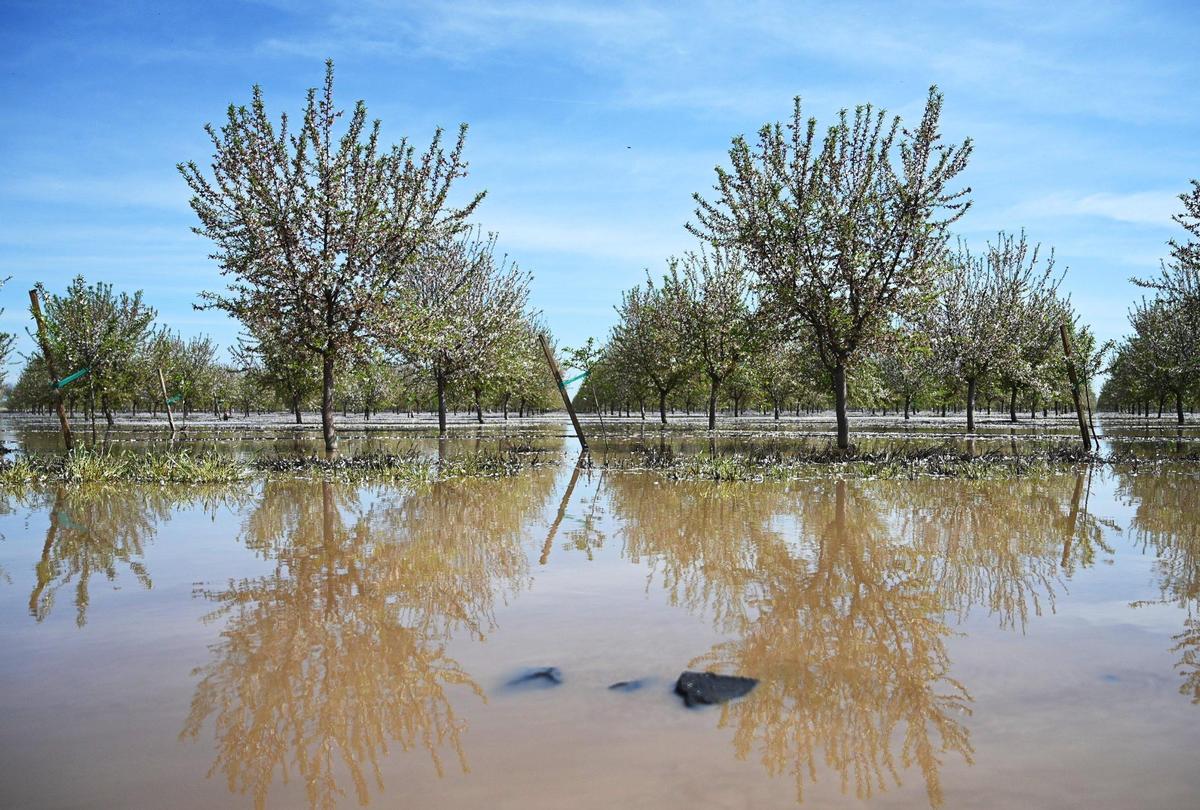 Orchards are seen flooded near the levee break along Deer Creek, Saturday afternoon, March 18, 2023.