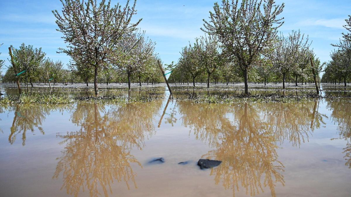 Orchards are seen flooded near the levee break along Deer Creek, Saturday afternoon, March 18, 2023.