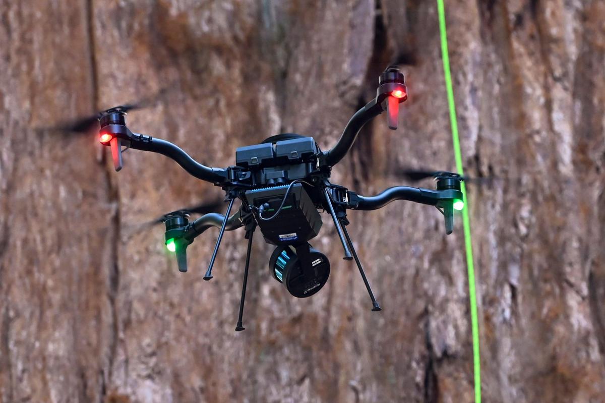 A drone passes the General Sherman giant sequoia with a climber’s rope seen in the background during a health inspection using drones and climbers Tuesday, May 21, 2024 in Sequoia National Park. Climbers inspected the bark and upper limbs, climbing into the top-most canopy of the 275 foot tree looking for evidence of bark beetle damage.