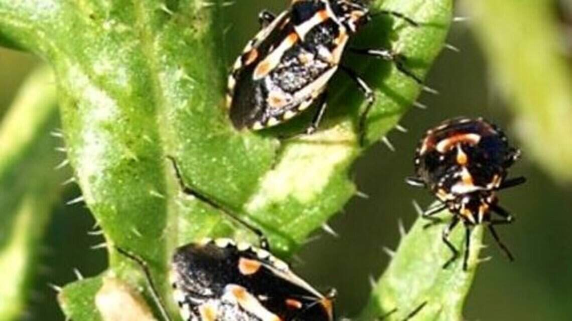 Hey, gardeners, fall is the time to beat pests. You’ll thank yourself come spring