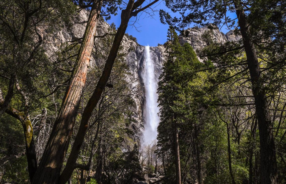 Water rushes over Bridalveil Fall as seen through the trees in Yosemite Valley near the Bridalveil trail in Yosemite National Park on Friday, April 23, 2021.