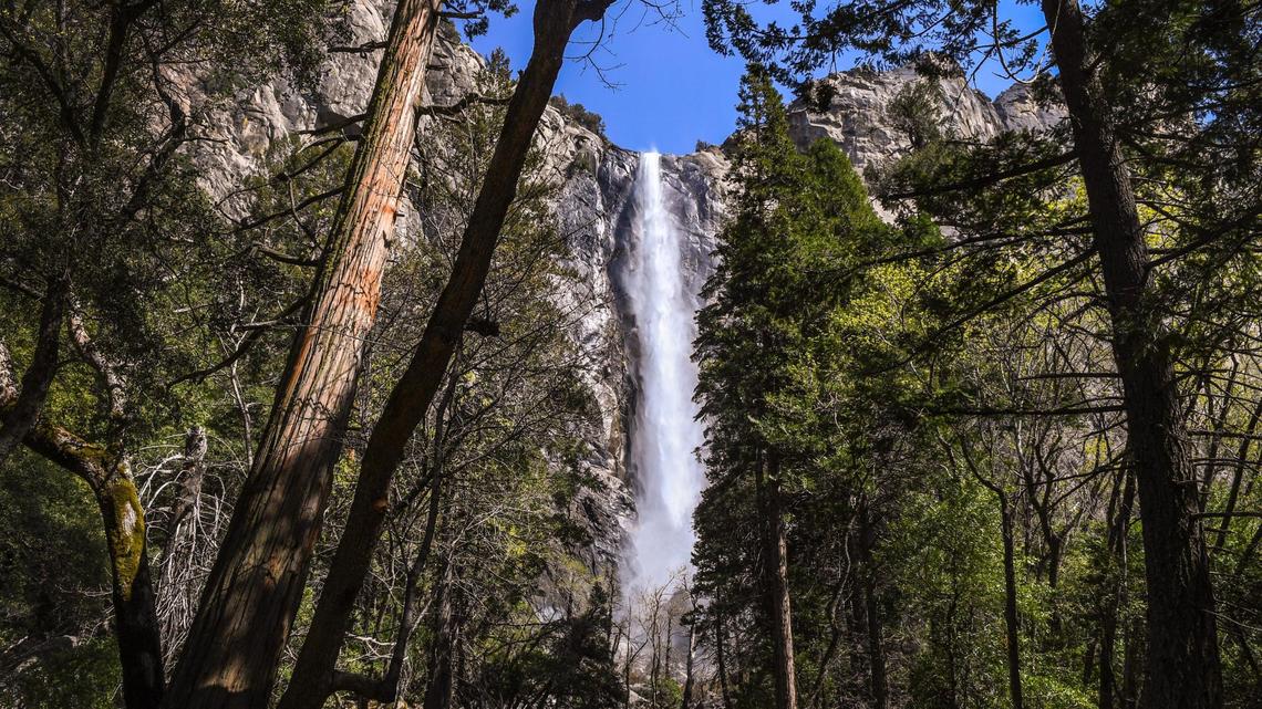 Water rushes over Bridalveil Fall as seen through the trees in Yosemite Valley near the Bridalveil trail in Yosemite National Park on Friday, April 23, 2021.