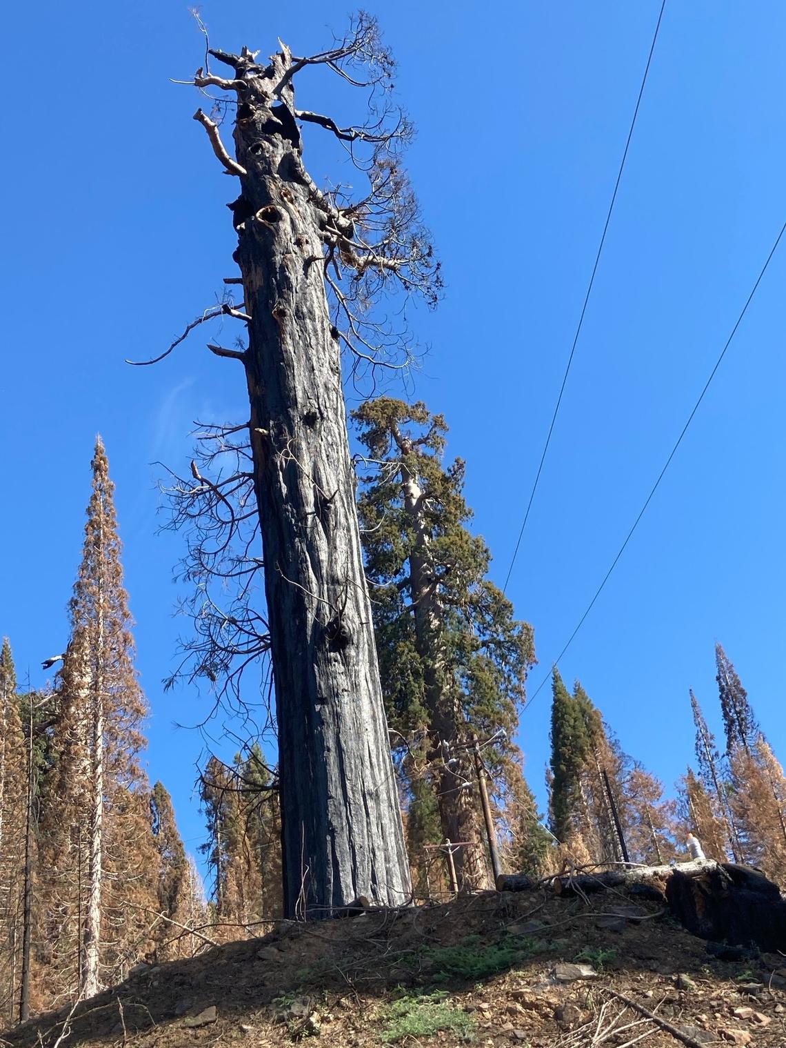 A giant sequoia in the Alder Creek Grove that was burned by the 2020 Castle Fire.