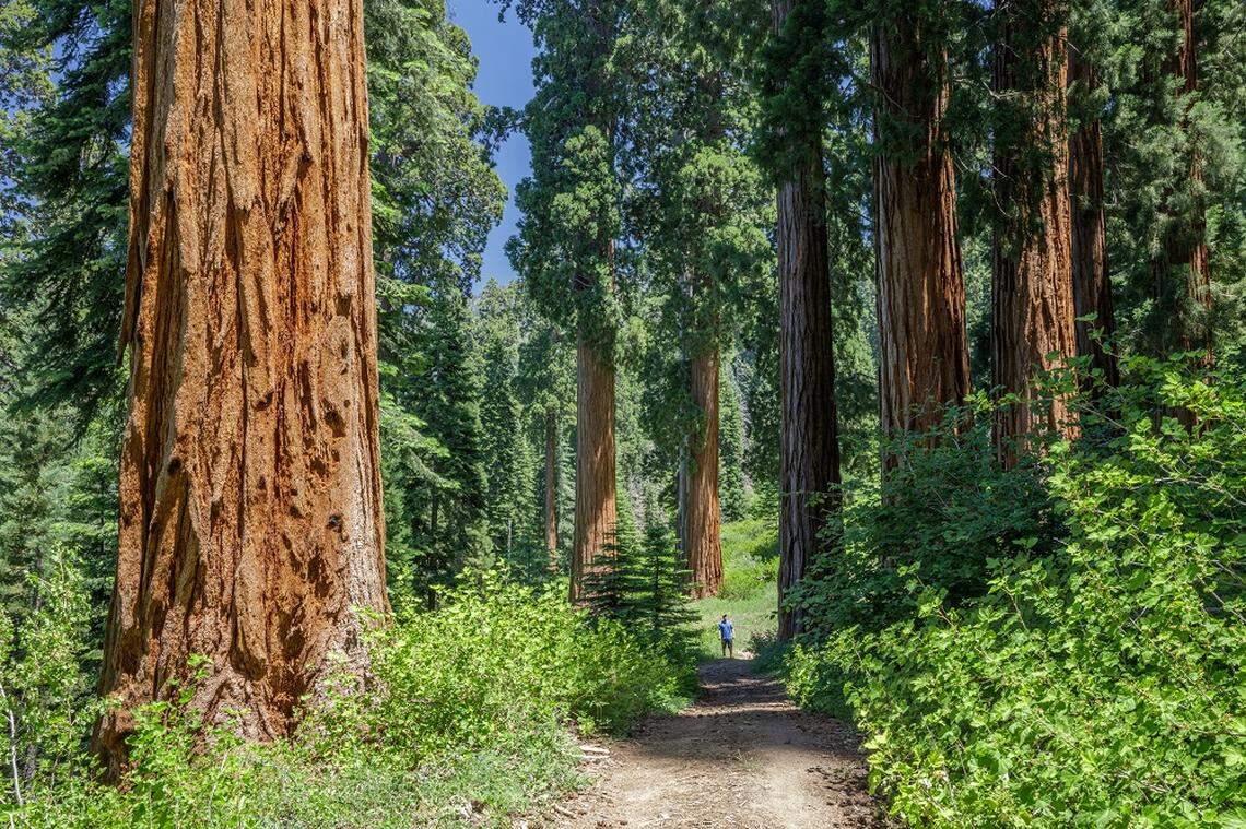 A path through the Alder Creek grove of giant sequoias that borders Giant Sequoia National Monument.