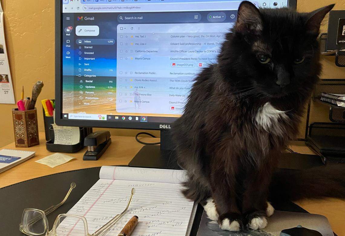 Even though Bee columnist Marek Warszawski placed a blanket for Winona in the corner of his desk, she preferred sitting right in the middle.