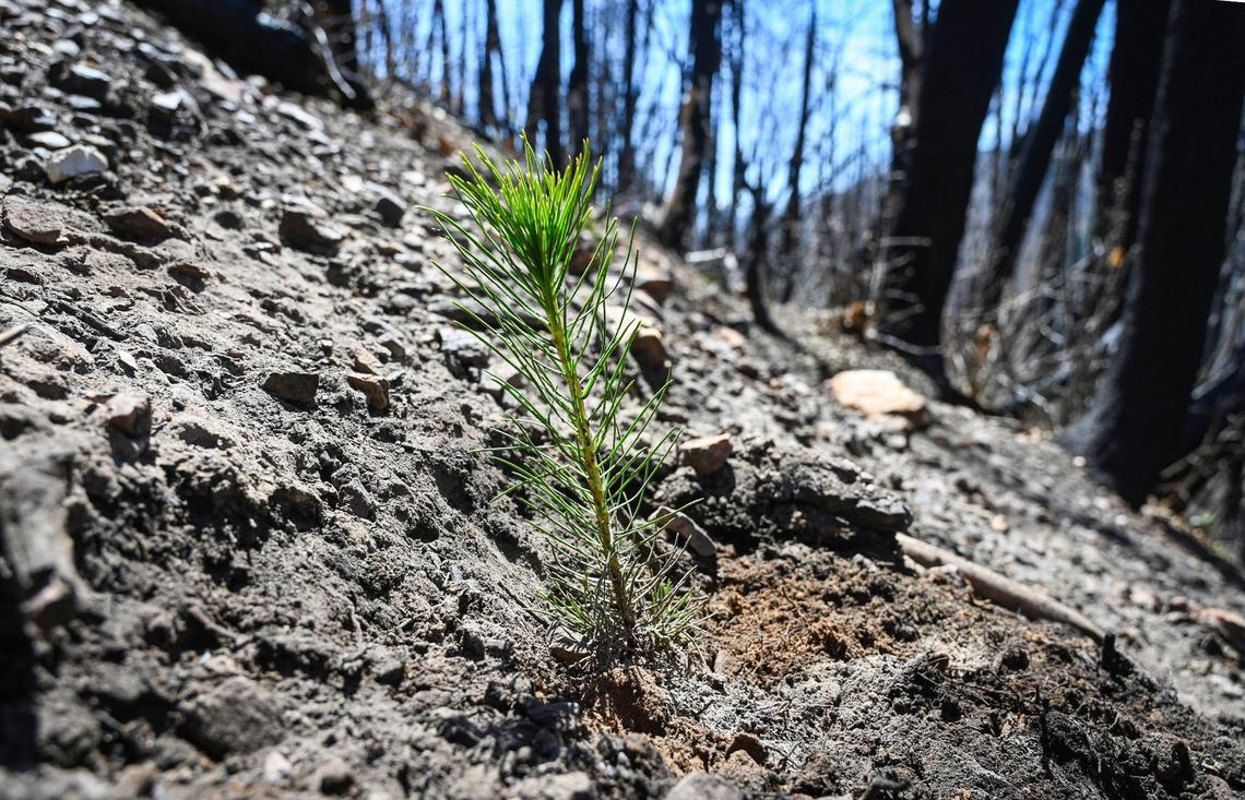 A conifer seedling planted along with thousands of others by a tree planting crew on Tuesday, April 26, 2022 stands in a scorched grove of trees in the Mountain Home Demonstration State Forest burned in the 2020 Castle Fire.