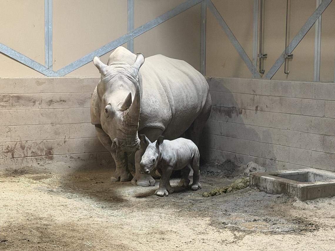 A southern white rhino was born at Fresno Chaffee Zoo on Nov. 28, 2025.