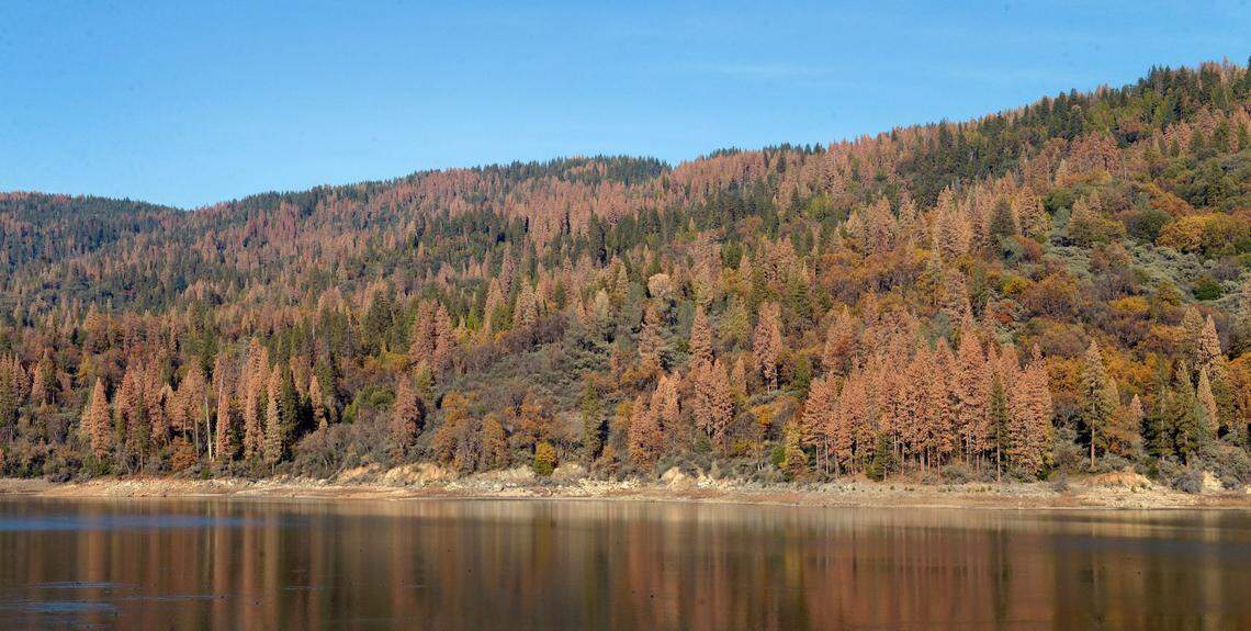 Dead trees stand at the water’s edge and on the mountainside at Bass Lake Tuesday, Dec. 1, 2015. Mostly ponderosa and sugar pine trees were dying off in large numbers around Bass Lake and throughout the Sierra Nevada due to a bark beetle infestation brought about by four years of extreme drought in California.