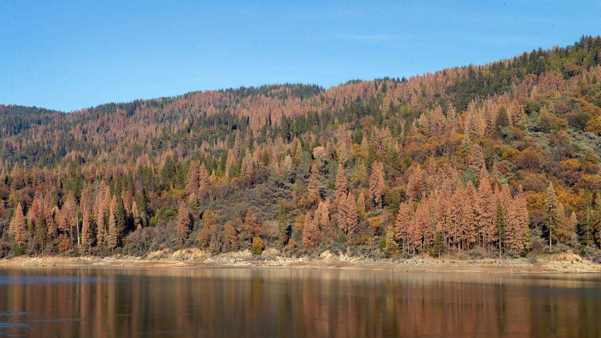 Dead trees stand at the water’s edge and on the mountainside at Bass Lake in this 2015 file photo.